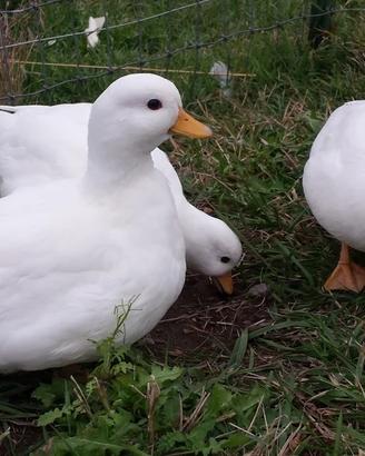 Anatre nane Call duck