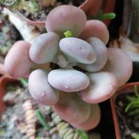 pianta grassa pachyphytum oviferum succulenta 
