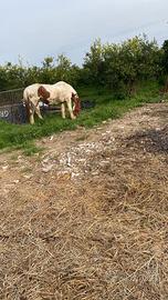 Cavallo pezzato