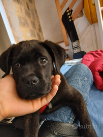 Cane corso