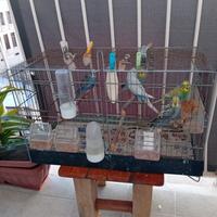 Giovani cocorite prezzo 6 euro ciascuno