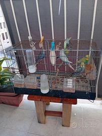 Giovani cocorite prezzo 6 euro ciascuno