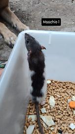 Ratto domestico