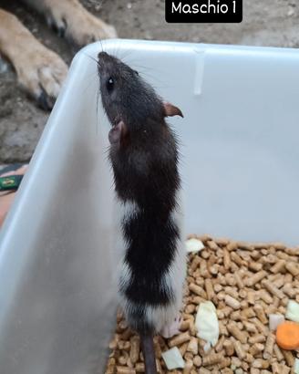 Ratto domestico