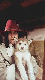 Cucciolo Alaskan Malamute