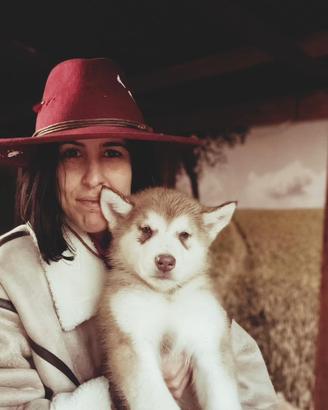 Cucciolo Alaskan Malamute