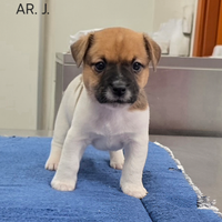 Jack Russell Terrier