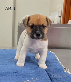 Jack Russell Terrier