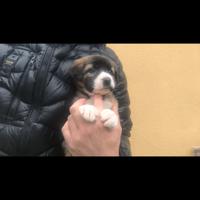 Cucciola maltipoo bicolor piccolissima