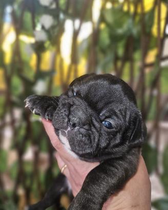 Bulldog Francese 1