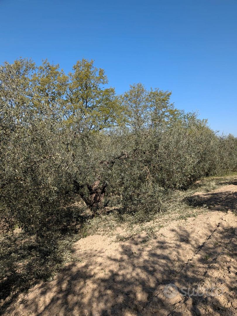 Terreno agricolo con uliveto produttivo - Vista 2