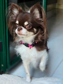 Chihuahua maschietti meravigliosi nero tricolor