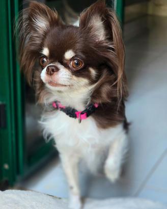 Chihuahua maschietti meravigliosi nero tricolor