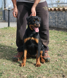 Rottweiler