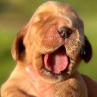 Cocker spaniel inglese con pedigree