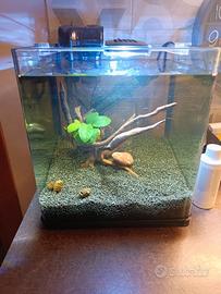 Acquario