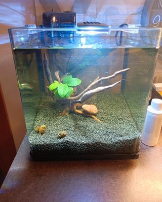 Acquario