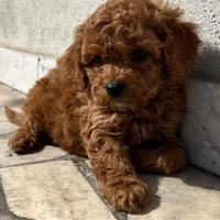 Cuccioli di barboncini mini mini