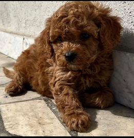 Cuccioli di barboncini mini mini