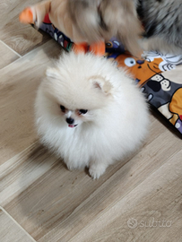 Femmina volpino di Pomerania