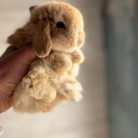 Minilop e conigli ariete nano