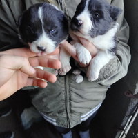 Border collie