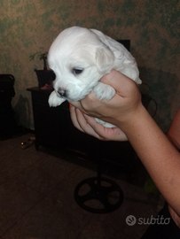 Maltese 2maschi