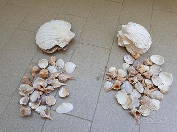 Lotto di conchiglie grandi e piccole 