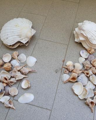 Lotto di conchiglie grandi e piccole 