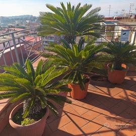 cicas varie misure foglie nuove vaso resina