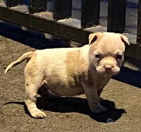 American Bully