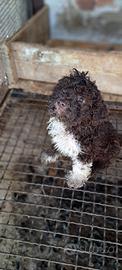 Lagotto romagnolo