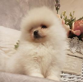 Spitz di pomerania