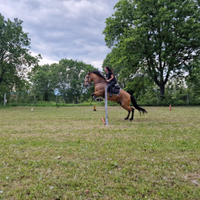 Cavallo Cruzado Spagnolo