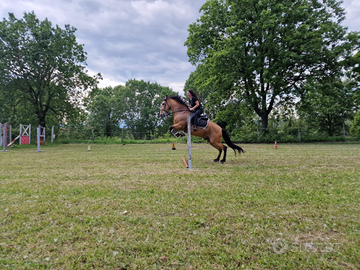 Cavallo Cruzado Spagnolo