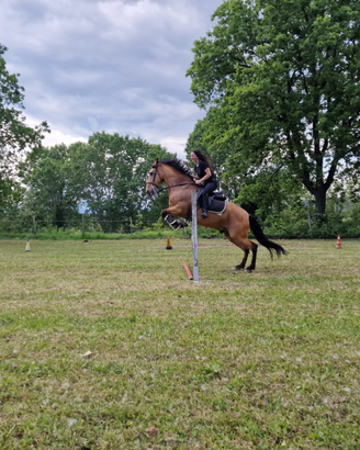 Cavallo Cruzado Spagnolo