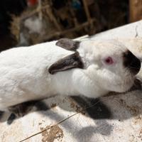 Coniglia californiana originale