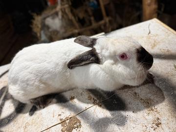 Coniglia californiana originale