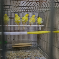 Canarini arricciato del nord