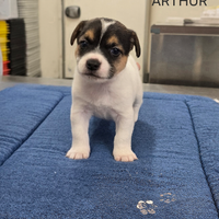 Jack Russell Terrier