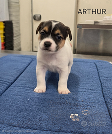 Jack Russell Terrier