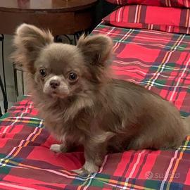 NOAH Chihuahua linea thailandese per monta