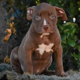 Cuccioli di American Bully XL