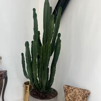 CACTUS CON VASO