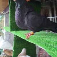 Colombi in n vendita