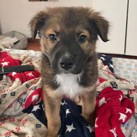 Cucciolo meticcio maschio 4 mesi taglia media