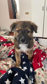 Cucciolo meticcio maschio 4 mesi taglia media