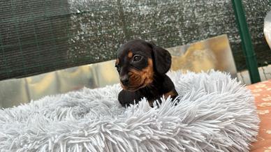 Bassotto kaninchen f