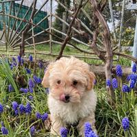 Maltipoo