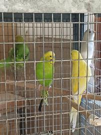 Cocoriti vari colori
